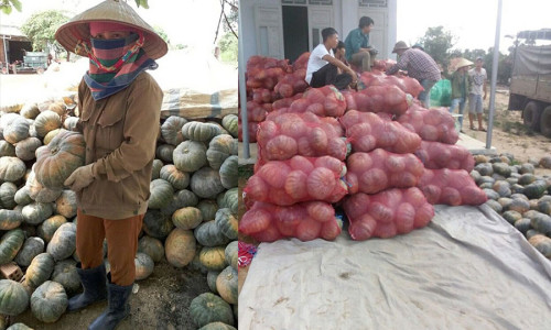 Big C và Central Group Việt Nam thu mua hàng chục tấn bí đỏ hỗ trợ nông dân Đắk Lắk
