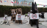 Cuộc biểu tình động vật đầu tiên trên thế giới nhằm "Phản đối việc thử nghiệm mỹ phẩm trên động vật"