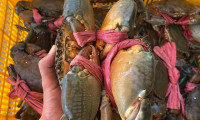 Vì sao thực khách Sài Gòn lựa chọn Cua Việt là địa chỉ mua sắm hải sản tươi sống?